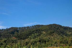 té jardín y montaña ver en el Mañana y amanecer foto