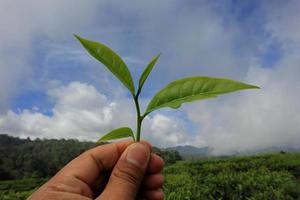 Hands with some tea in a tea fields photo