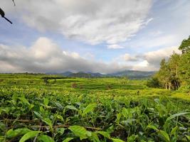 Tea garden and mountain view in the morning and sunrise photo