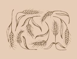 Field of ears of wheat, spelt. Heap of ears of wheat, dried whole grains. Cereal harvest, agriculture, organic farming. Background from ears of wheat drawn by hand. Design element. Vector