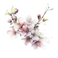 cherry blossoms flower arrangment, in the style of ornamental watercolour, blank white background, generat ai photo