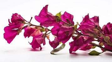 A blooming bougainvillea branch in close up on a white background. An element for a large scale design, generate ai photo