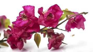 A blooming bougainvillea branch in close up on a white background. An element for a large scale design, generate ai photo