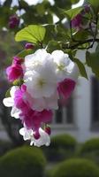 Chinese Suzhou garden, purple begonia flower, petals high definition, background blurred white walls and windows, soft beautiful light, generat ai photo