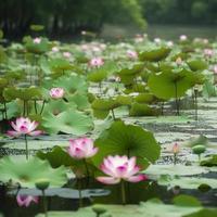 In summer, the green lotus leaves sway gently on the clear pool water, the slender lotus roots sway with the wind, and the pink lotus flowers are about to bloom, generat ai photo