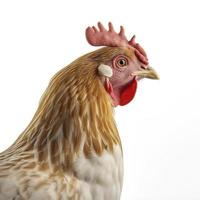 retrato de un jengibre pollo en pie aislado en blanco fondo, perfil ver de un pollo blanco fondo, fotorrealista, hiperrealismo, generar ai foto