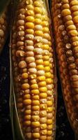 Fresh Corn seamless background, adorned with glistening droplets of water. Top down view, generat ai photo