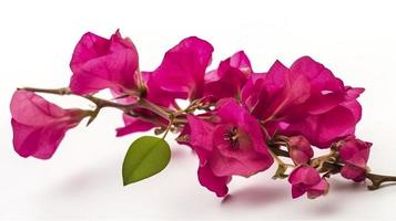 A blooming bougainvillea branch in close up on a white background. An element for a large scale design, generate ai photo