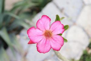 Adenium obesum indoor plant,a beautiful pink flower ,landscape plants photo