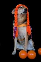 Mestizo dog with braids and orange balls celebrating the Koningsdag photo