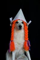 a mongrel dog with braids and a dutch hat photo