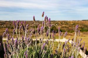 closeup of lavenders in Yacanto de Calamuchita photo