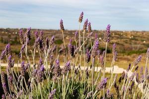 closeup of lavenders in Yacanto de Calamuchita photo