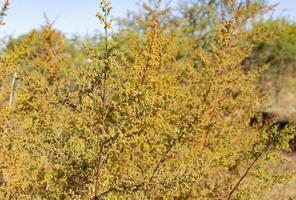 salvaje artemisia annua plantas en el montañas foto