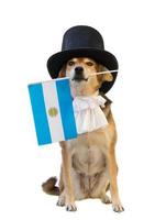 dog with black top hat, jabot and Argentine flag photo