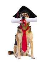mongrel dog with cap glasses and graduation diploma photo