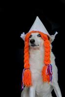 un mestizo perro con trenzas y un holandés sombrero foto