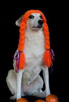 Mestizo dog with braids and orange balls celebrating the Koningsdag photo