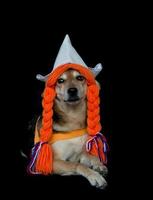 a mongrel dog with braids and a dutch hat photo