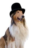 portrait of a rough collie dog with black top hat photo