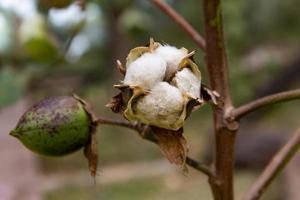maduro algodón Fruta en el planta foto