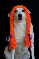 mestizo perro con trenzas y naranja pelotas celebrando el koningsdag foto