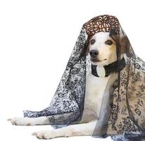 Portrait of a dog with comb and spanish mantilla, Argentine May Revolution celebration photo