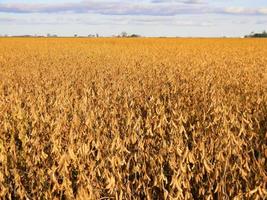 paisaje de campo con plantaciones de soja madura foto