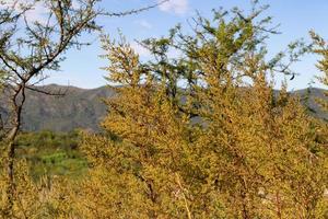 salvaje artemisia annua plantas en el montañas foto