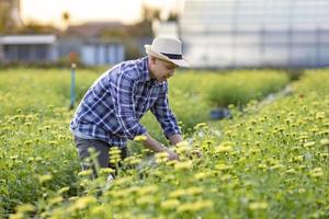 Asian gardener is cutting yellow zinnia flowers using secateurs for cut flower business and agriculture industry for export with copy space photo