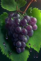 bunch of grapes sitting on top of a green leaf. photo