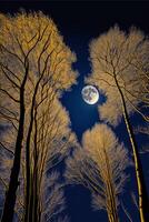 group of trees with a full moon in the background. . photo