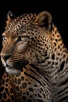 close up of a leopards face on a black background. . photo