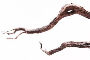 Dry tree branch isolated on white background photo
