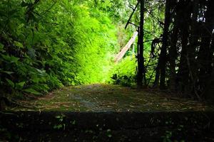 Tropical greenery jungle with Green moss and mushrooms cover and growing on cement footpath in rainforest at Thailand photo