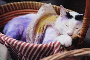 Cute Thai white cat sleeping in wooden basket and apply purple to treat cat's skin diseases. photo