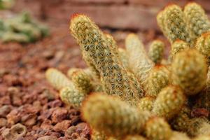 Blooming yellow flowers cactus plants in desert park and Succulent garden. Mammillaria Elongata on Brown pumice stone photo