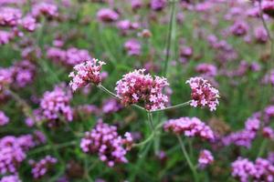 Blooming Violet verbena flowers with natural sunlight in meadow photo