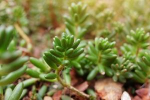 floreciente suculento plantas y verde hojas suelo cubrir en Desierto parque y cactus jardín. astridia o aizoáceas en marrón piedra pómez Roca foto