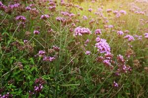 floreciente Violeta verbena flores con natural luz de sol en prado foto