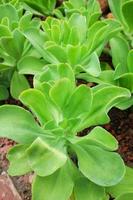 Blooming Succulent plants and green leaves ground cover in desert park and cactus garden photo