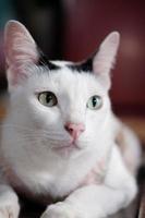 linda tailandés blanco gato disfrutar y sentado en de madera piso en casa con natural luz de sol. foto