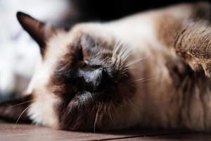 Siamese cat enjoy and sleeping on wooden floor in house with natural sunlight. photo