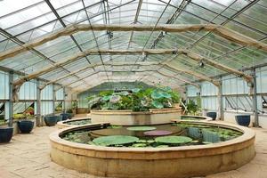 Lotus pond in Greenhouse and conservatory at Queen Sirikit Botanic Garden and Arboretum, Climber trail for study about Various plant species. photo