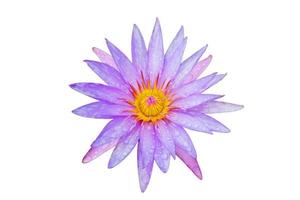 floreciente Rocío soltar en púrpura agua lirio o ninfea sp. loto aislado en blanco antecedentes. foto