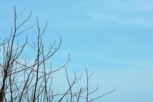 Dry tree Branch on blue sky with natural sunlight in Summer season photo