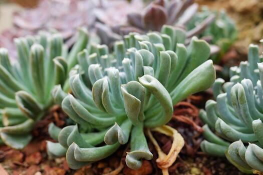 floreciente suculento plantas y verde hojas suelo cubrir en Desierto parque y cactus jardín foto