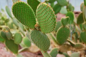 Blooming cactus plants in desert park and Succulent garden. Opuntia Microdasys on Brown pumice stone photo