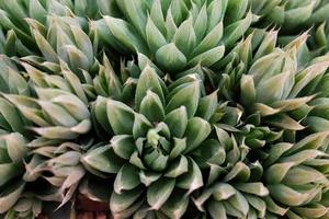 Blooming yellow flowers cactus plants in desert park and Succulent garden on Brown pumice stone photo