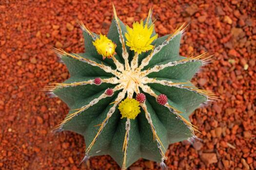 floreciente amarillo flores cactus plantas en Desierto parque y suculento jardín. gymnocalycium mihanovichii en marrón piedra pómez Roca foto